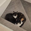 Photo 4: My two Cats - the Tuxedo is Artemis and the Tortie is Nyx! :)