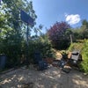 Photo 9: Garden with basketball hoop!