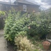 Photo 8: Mini garden downstairs
