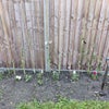Photo 7: Previous gardening success!