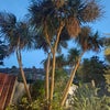 Photo 8: Garden 
