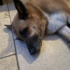 Photo 3: Dog