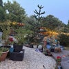 Photo 4: Night Garden 