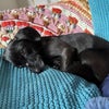 Photo 9: My dog Poppy