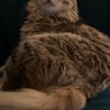 Photo 2: My fury baby will be moving in with me 
