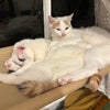 Photo 3: pippin (L) and poppy (R)