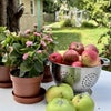 Photo 9: Apples from garden