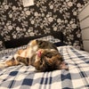 Photo 6: The cat you can play with.