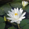 Photograph of Noor