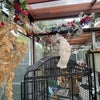Photo 3: Conservatory with Elvis