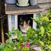 Photo 8: Patch the cat!