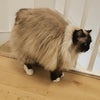 Photo 7: Outdoor cat Yuki