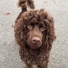 Photo 6: Cockapoo