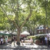Photo 9: Weekly Pimlico farmers' market