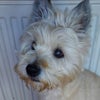 Photograph of Fionn