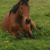 Photo 9: one of 3 happy horses