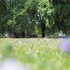 Photo 15: London Fields