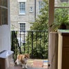 Photo 9: Neighbour's cat!