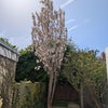 Photo 8: Garden