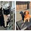 Photo 9: My cats & Dog