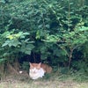 Photo 9: sir cheddar