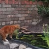 Photo 7: The pond!