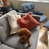 Photo 8: Our dog Sfinj