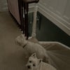 Photo 8: Dogs