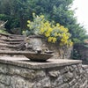 Photo 6: Garden