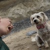 Photo 2: The family dog - Pickle