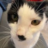 Photo 8: The friendliest cat in the world, otherwise known as Maude