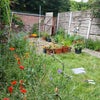Photo 9: Lovely back garden hoping for someone with a green thumb!