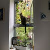 Photo 5: Cat visiter 