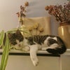 Photo 8: Tyke