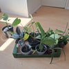 Photo 5: Growing plant collection