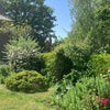 Photo 7: Garden