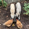 Photo 8: Hens and hounds