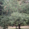 Photo 8: Apple orchid free apples in the right season