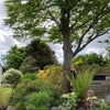 Photo 4: garden