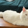 Photo 8: Yuki — our gentle, majestic and very friendly Maine Coon