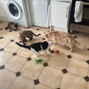 Photo 9: Cats