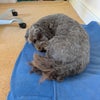 Photo 4: the dog