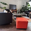 Photo 5: Miso sitting pretty 