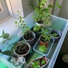 Photo 6: Plants I grew in a greenhouse and donated to the Ethnic Youth Support Team. 