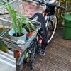 Photo 4: My current main bicycle (with removable basket recycled from a tip). The other bicycles are to be do