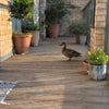 Photo 4: Balcony (with duck!)