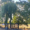 Photo 8: Park opposite