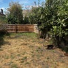 Photo 8: Back garden with apple trees