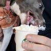 Photo 5: Rosie enjoying her pup cup