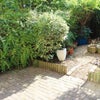 Photo 7: Sunny Garden